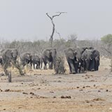Elephant horde